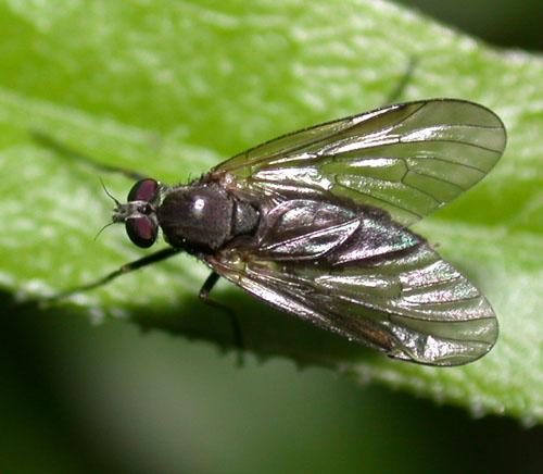 Réf. 8 618 : Chrysopilus sp.