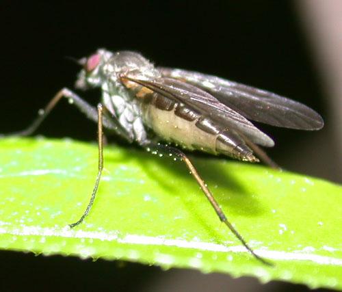 Chrysopilus sp.