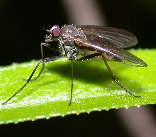 Chrysopilus sp.