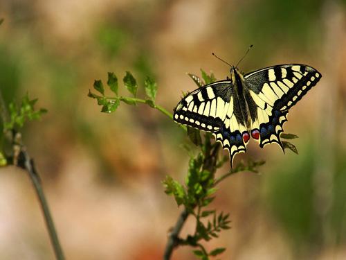 Papilio machaon