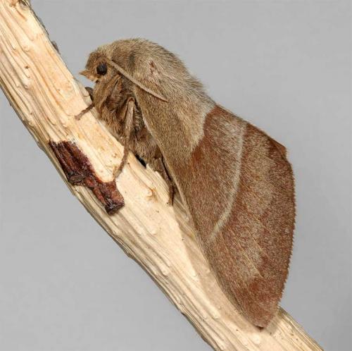Réf. 8 961 : Macrothylacia rubi