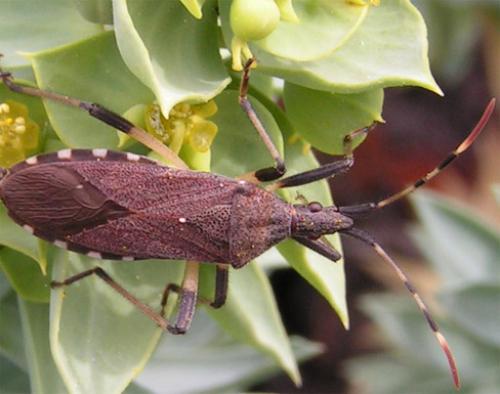 Dicranocephalus albipes