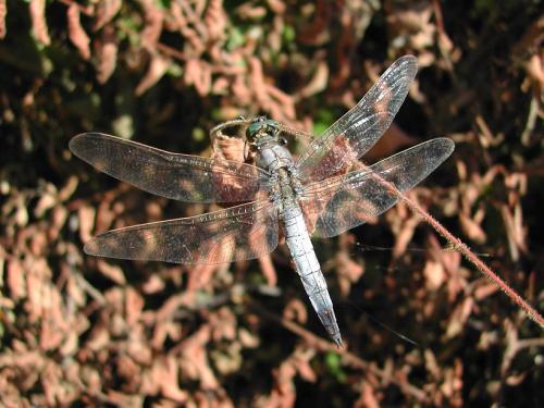 Orthetrum sp.
