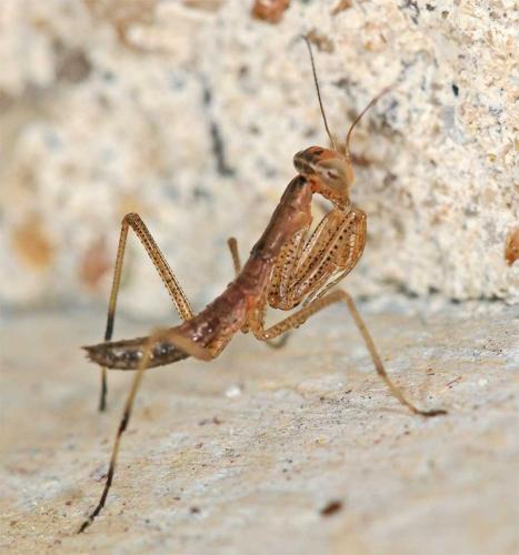 Réf. 8 841 : Mantis religiosa