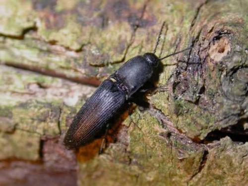 Réf. 8 114 : Megapenthes lugens