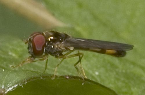 Melanostoma sp.