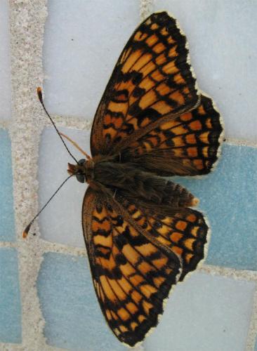 Réf. 8 169 : Melitaea phoebe