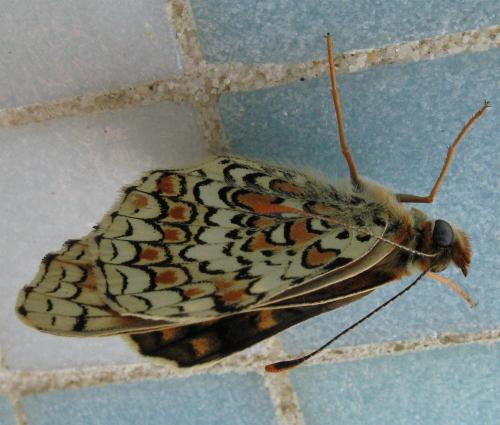 Melitaea phoebe