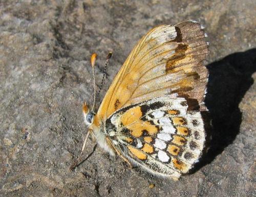Melitaea sp.