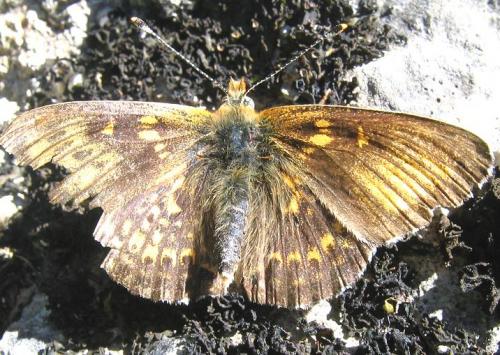 Melitaea sp.