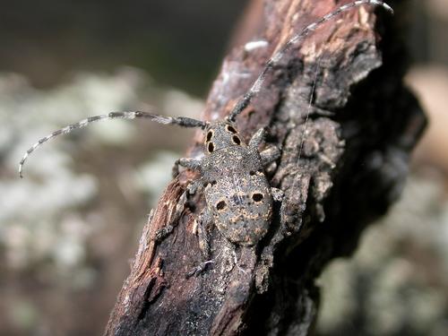 Mesosa curculionoides