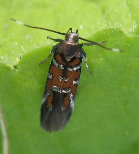 Pancalia leuwenhoekella