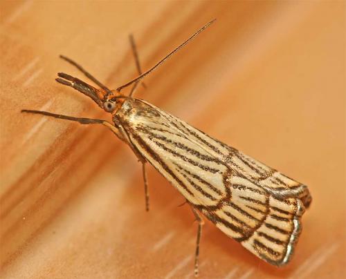 Chrysocrambus craterella