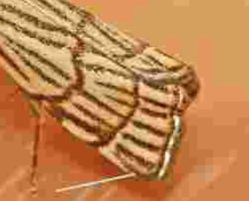 Chrysocrambus craterella