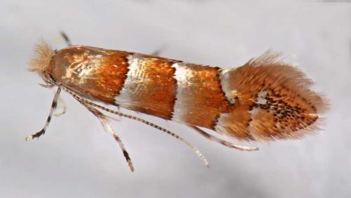 Réf. 8 093 : Phyllonorycter froelichiella