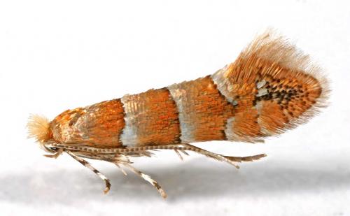 Réf. 8 095 : Phyllonorycter froelichiella