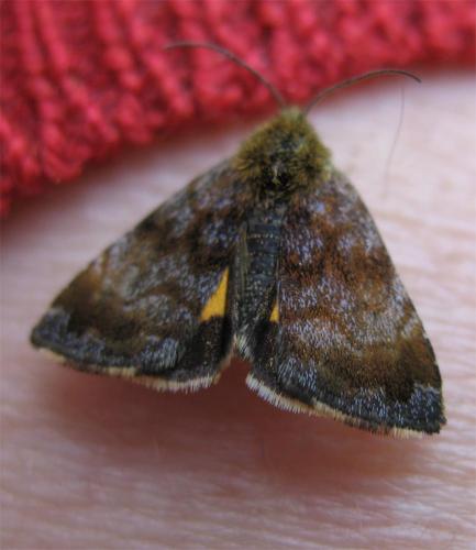 Réf. 8 379 : Panemeria tenebrata