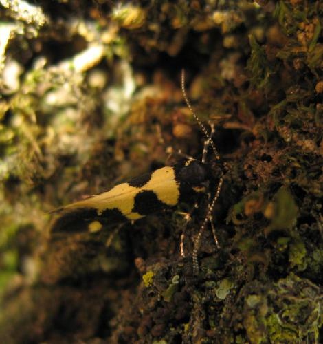 Réf. 8 062 : Denisia augustella