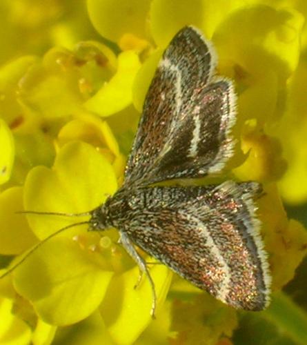 Atralata albofascialis