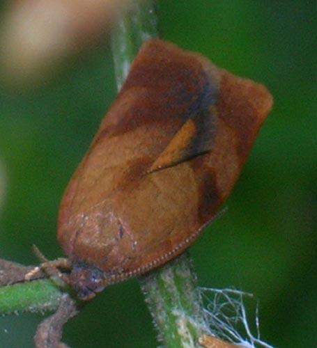 Cacoecimorpha pronubana