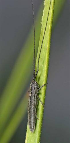 Réf. 8 266 : Calamobius filum