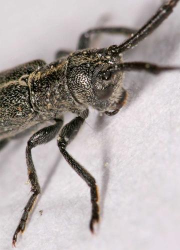 Réf. 8 268 : Calamobius filum