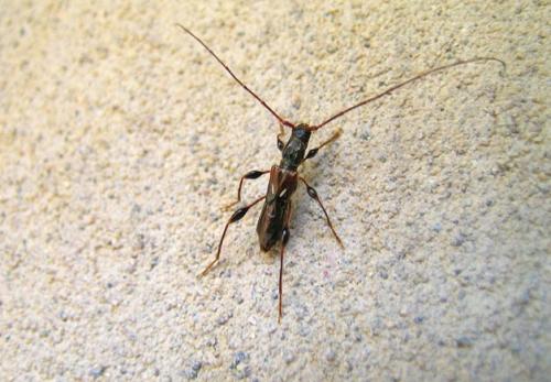 Molorchus minor