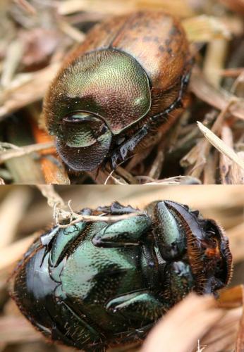 Onthophagus coenobita