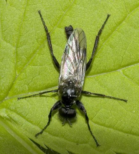 Bibio sp.