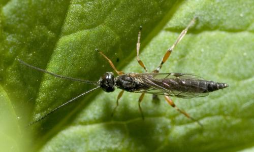 Xorides sp.