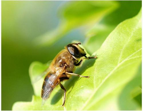 Eristalis tenax