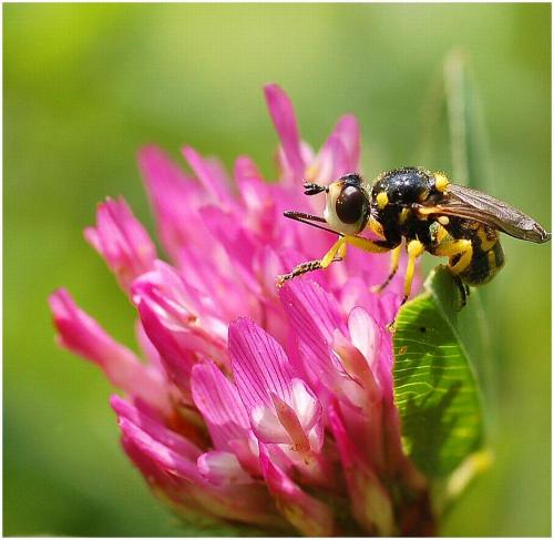 Dalmannia dorsalis
