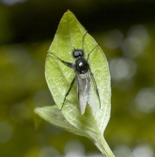 Réf. 8 827 : Bibio sp.