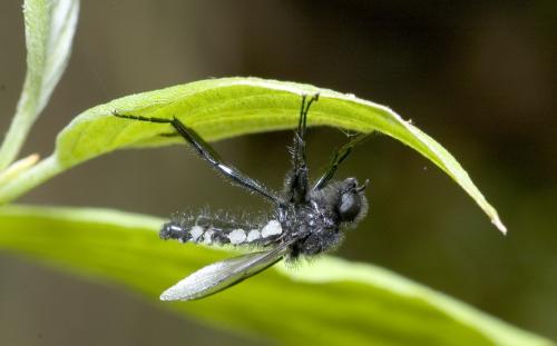 Réf. 8 828 : Bibio sp.