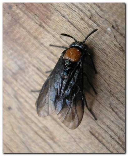 Réf. 8 933 : Arge thoracica