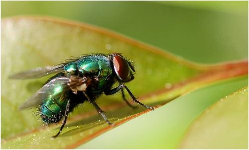 Lucilia sp.