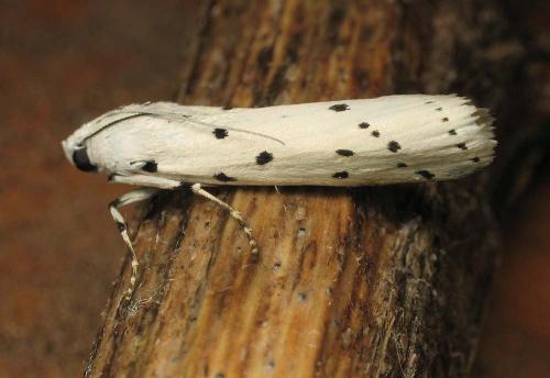 Myelois circumvoluta