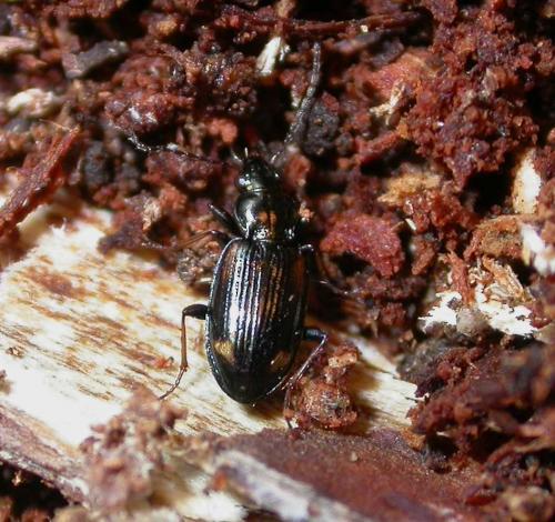 Bembidion sp.