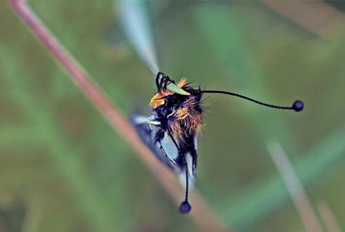 Libelloides coccajus