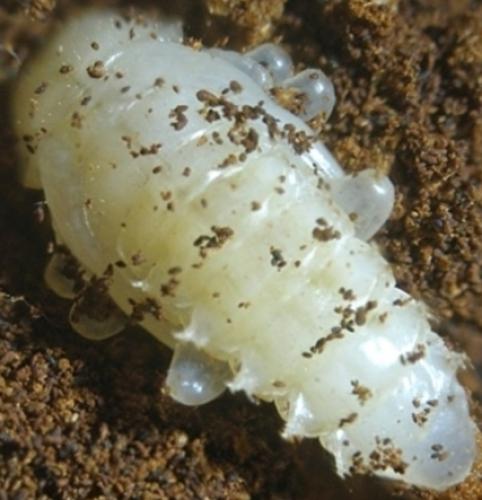 Réf. 8 424 : Bolitophagus reticulatus
