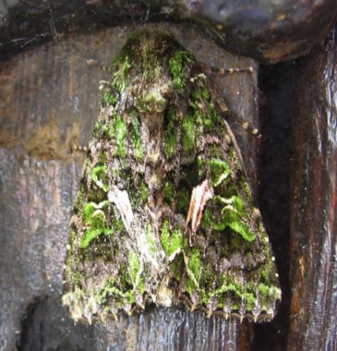 Réf. 8 985 : Trachea atriplicis