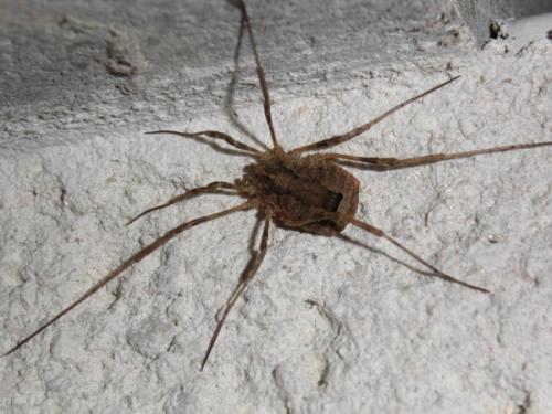 Odiellus spinosus