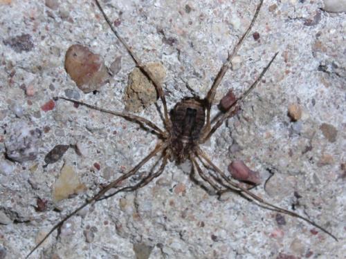 Odiellus spinosus