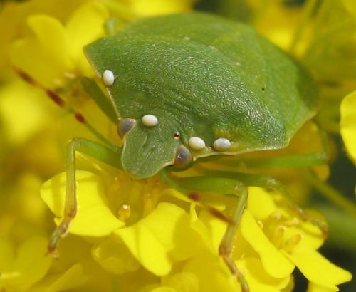 Nezara viridula