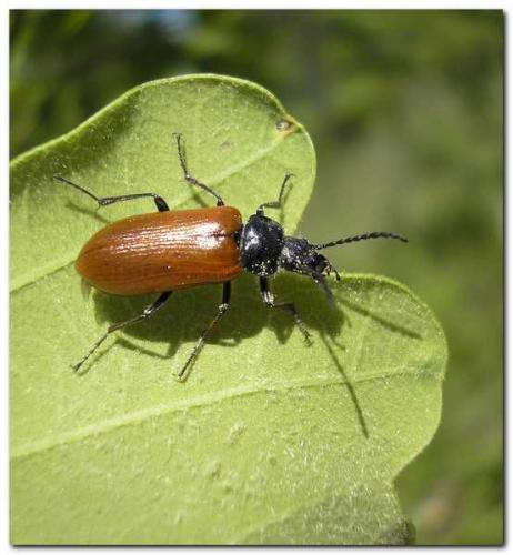 Réf. 8 911 : Omophlus sp.