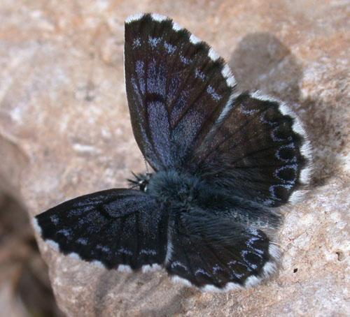 Scolitantides orion