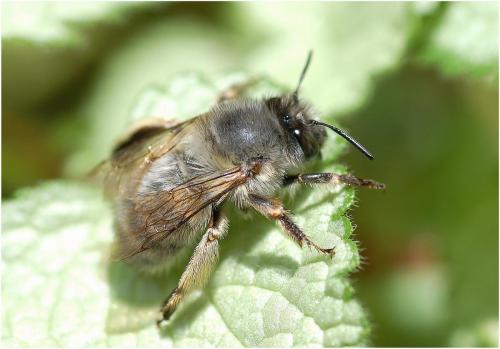 Réf. 8 648 : Anthophora sp.