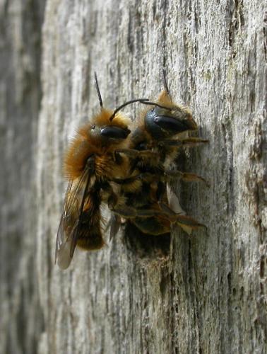 Osmia leaiana