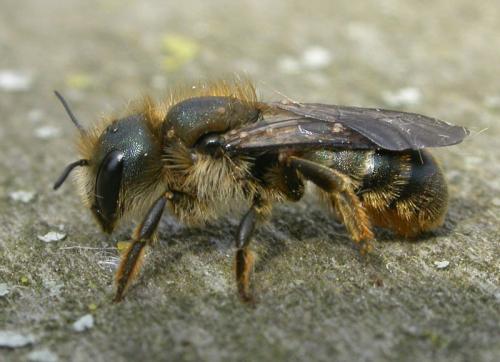 Osmia leaiana