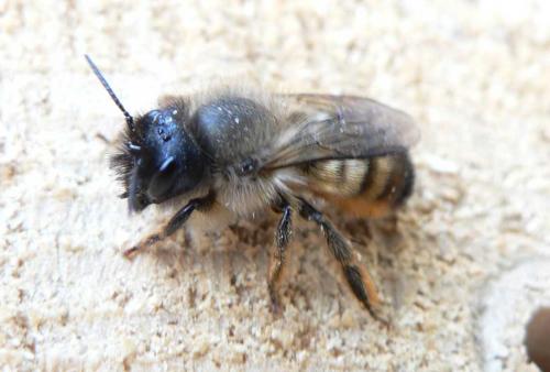 Réf. 8 962 : Osmia bicornis